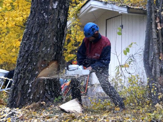 Mann bruker motorsag på tre