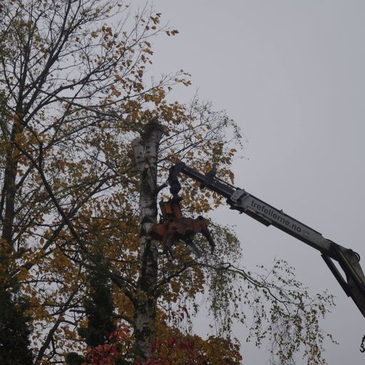 Trefelling med kran