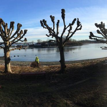 Panoramabilde av beskjærte trær