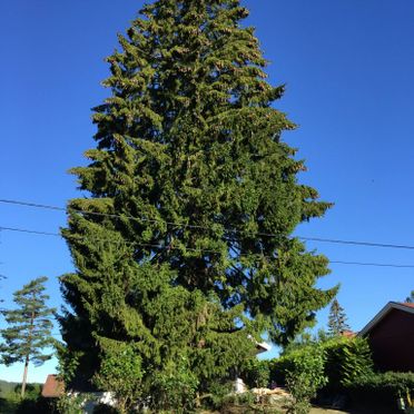 Treet før felling