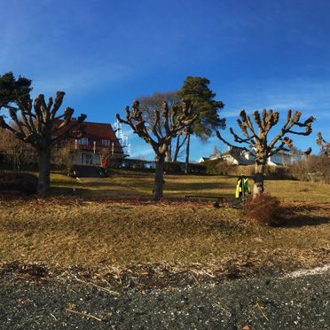 Panoramabilde av trær