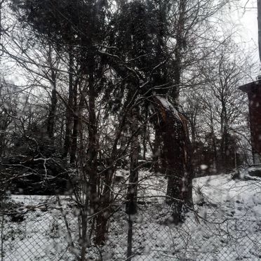 Bilde av knekt grantre