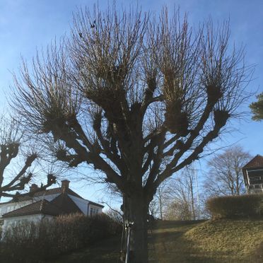 Bilde av tre med mange kvister før beskjæring